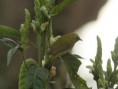 /album/some-overseas-trips/oriental-whiteeye-corbett-park-jpg/